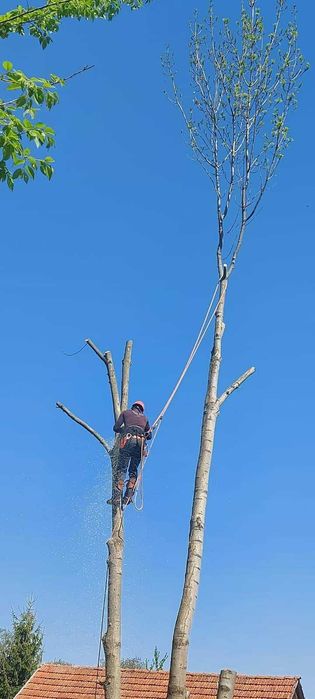 toaletare sau taiere copaci, de la bază/pe bucăți, reducere coroana