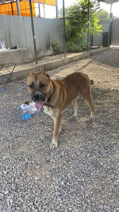 Вязка казахский Тобет