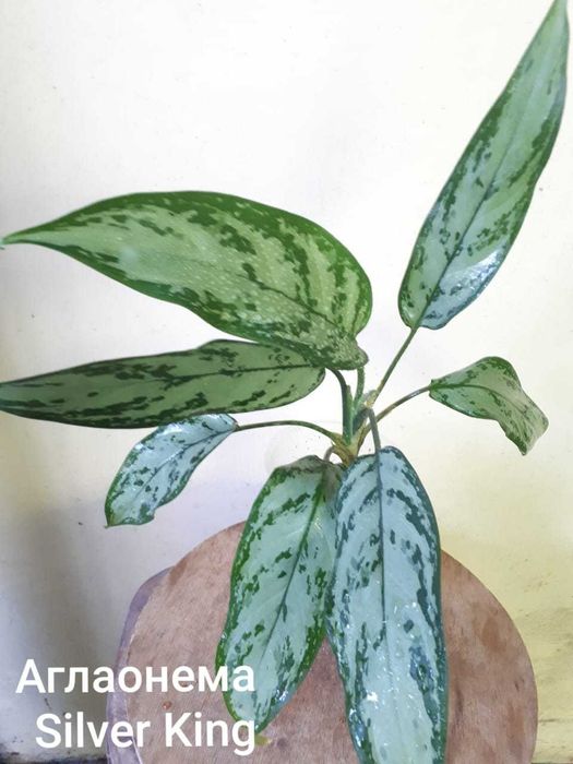 Аглаонема (Aglaonema)