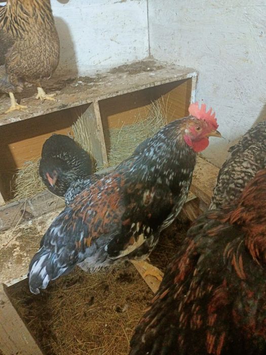 Продам молодых петухов
