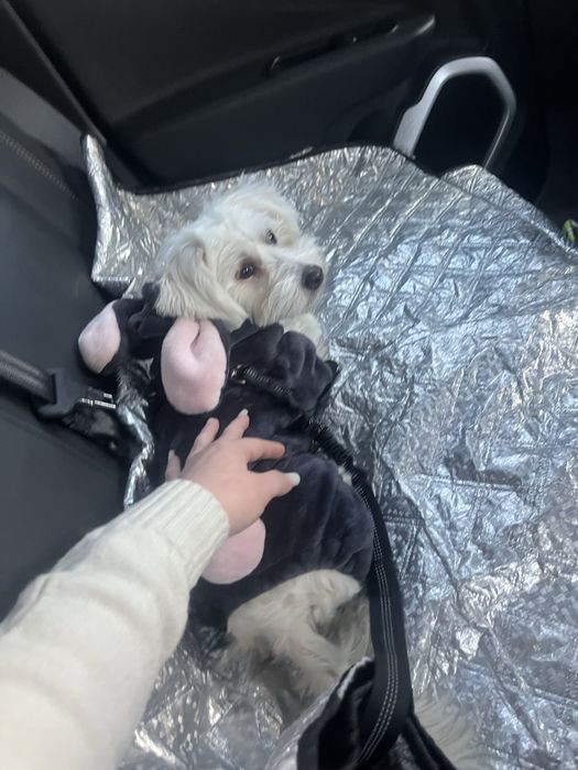 ofer servici de pet sitting