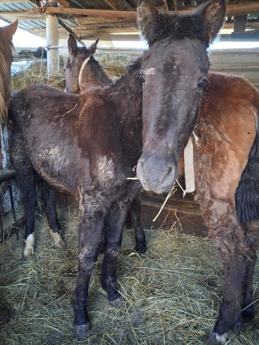 Продам логадей есть доставка