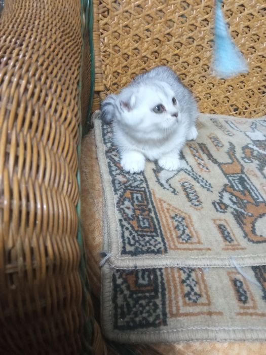 Шикарные вислоухие котята