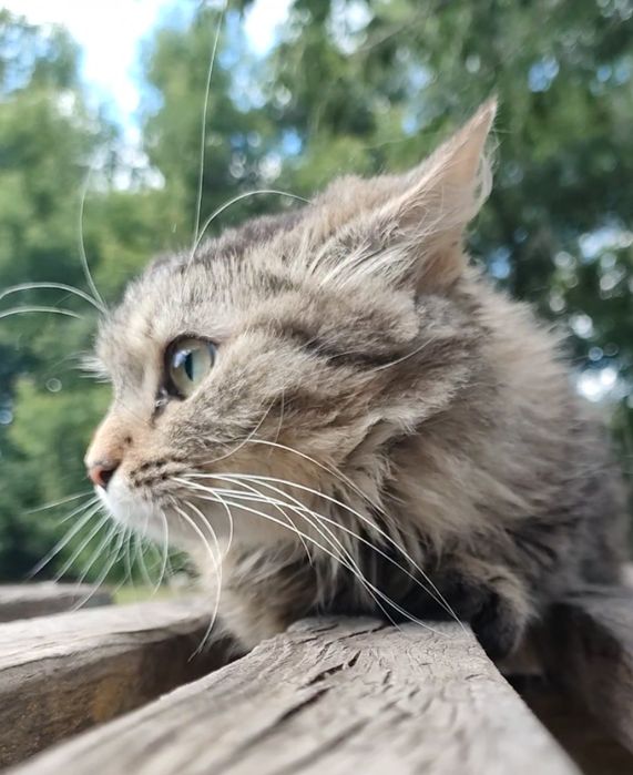 Кошка, пушистая, стерилизованая