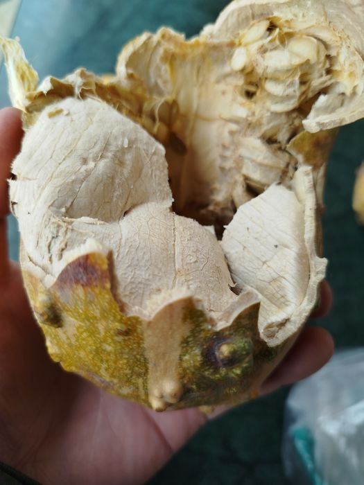 Семкитыквыеныедекоротивные