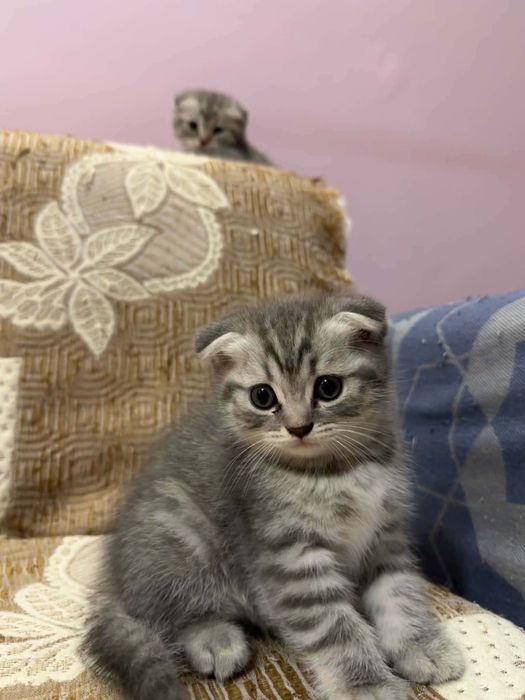 Британско коте таби
