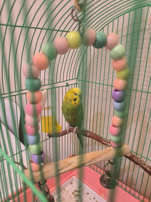 Папугай волнистик