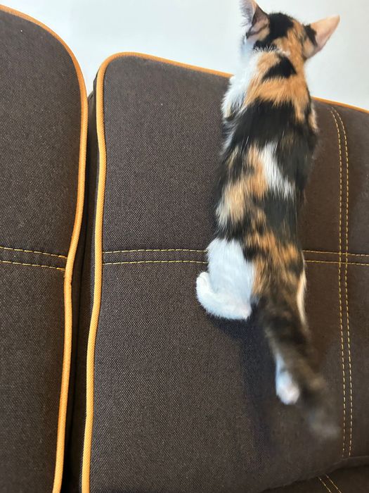Adopții pisicute