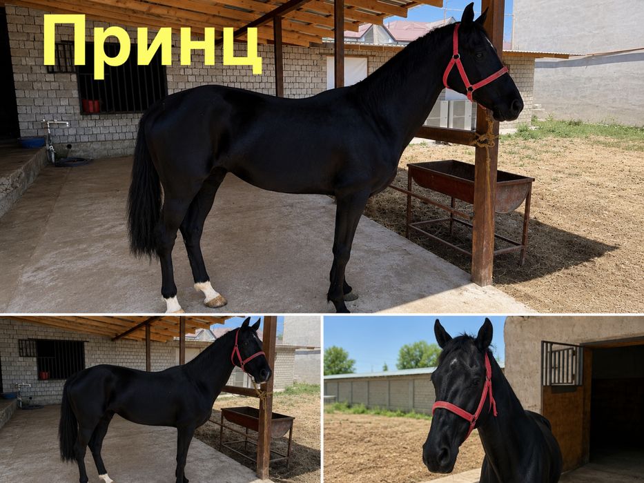 Ахалтекин отлари