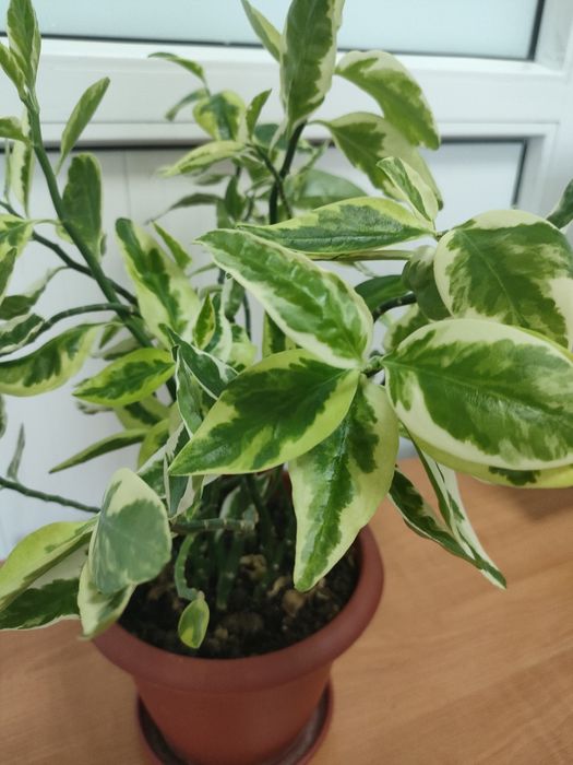 Цветы комнатные в горшках