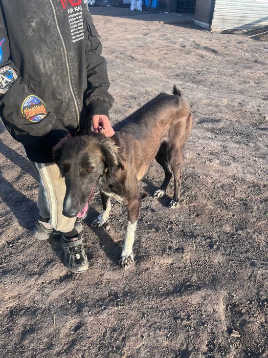 Тазы қаншық ауызданған