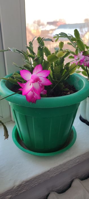 Домашние цветы 22 штуки