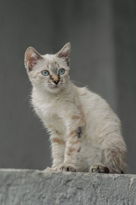 Котенок ищет любящий дом