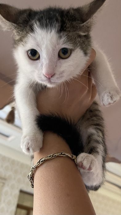 Отдам кошечку бесплатно