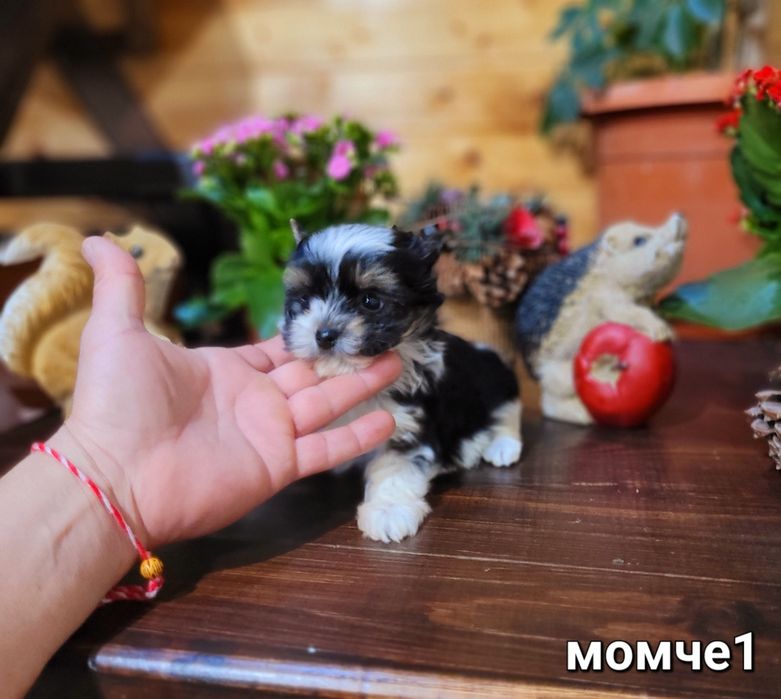 Бивер Йоркширски териер-бивър