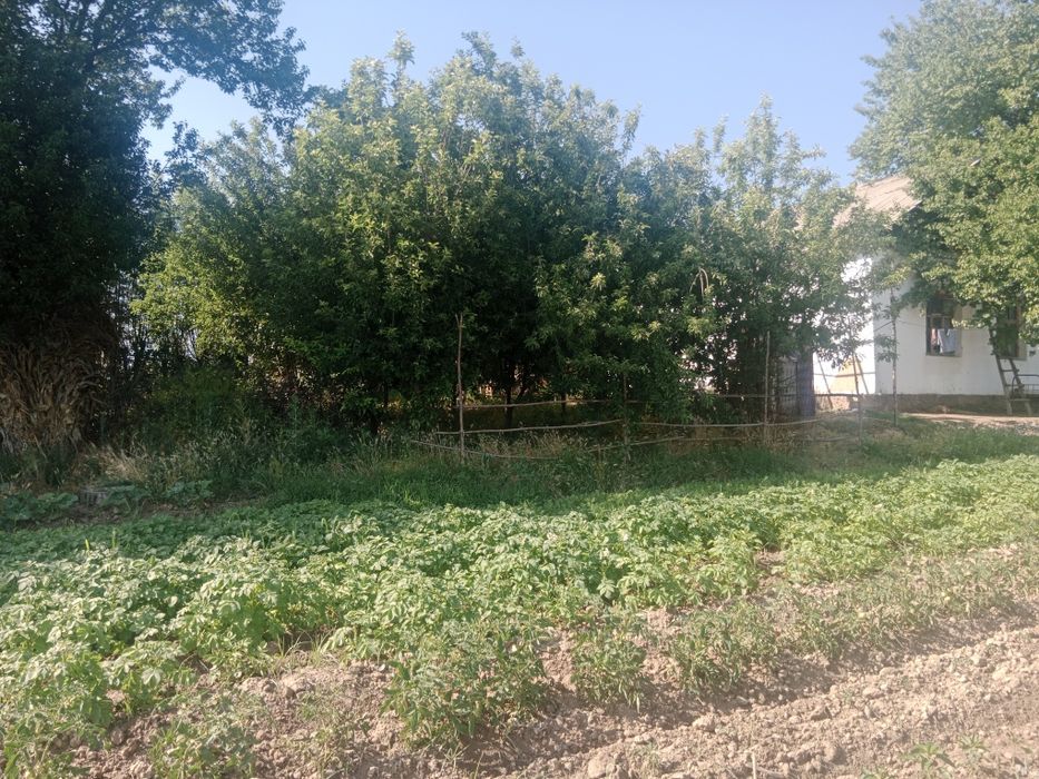 Ташкент в Бука Бука мфй қудайқул махалласи