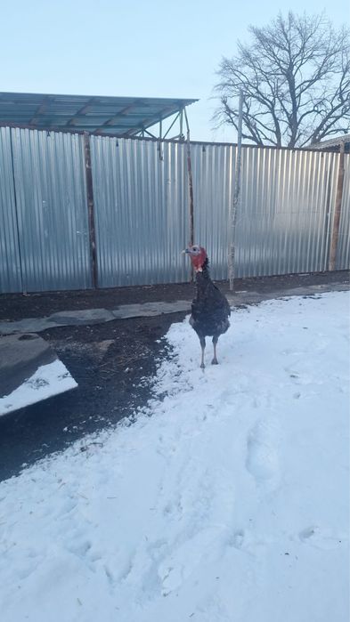 Приодам индюк домашний