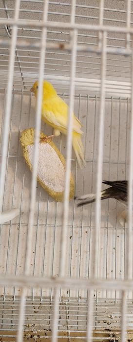 Schimb pereche canari cu turturele diamant