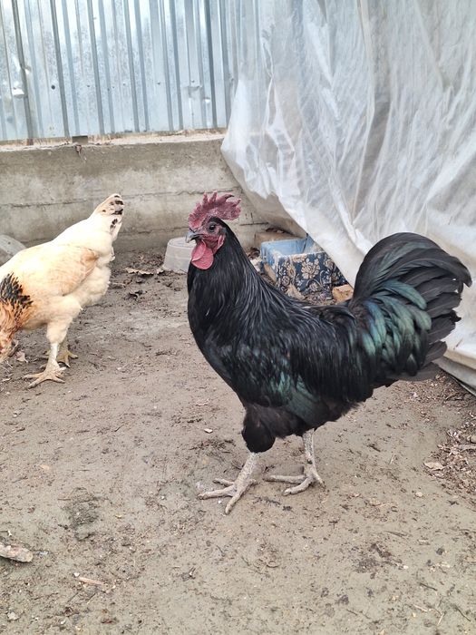 Петух Ухойил сотилади