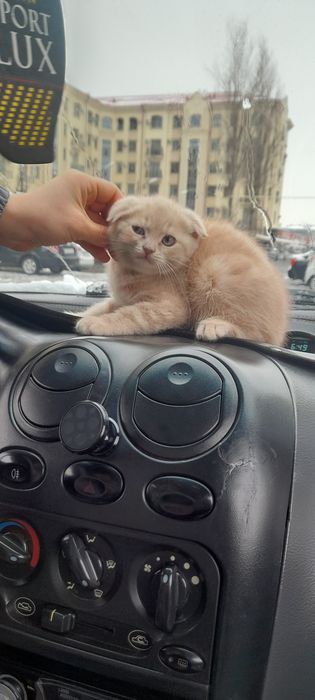Продаётся шотландский котята