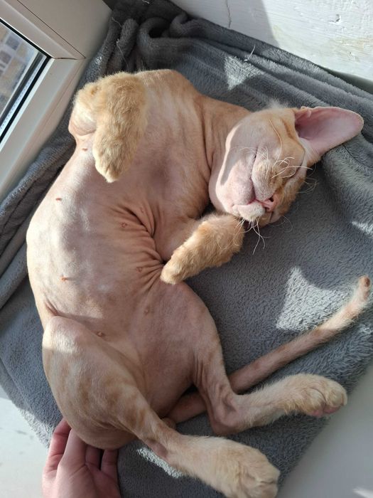 Кот сфинкс ищет кошечку для вязки