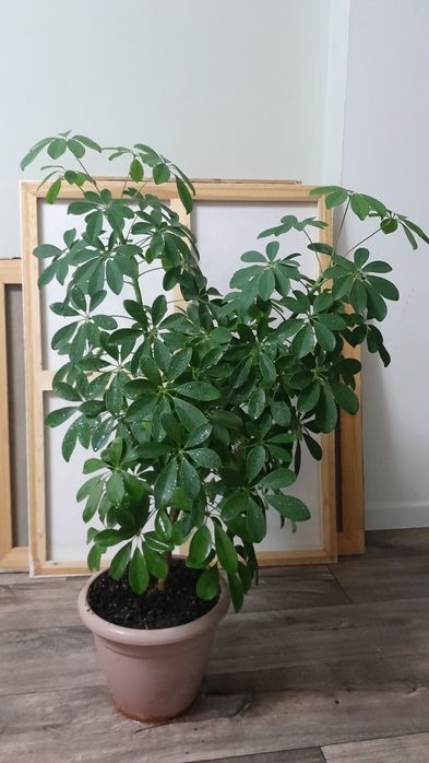 Шеффлера крупное растение