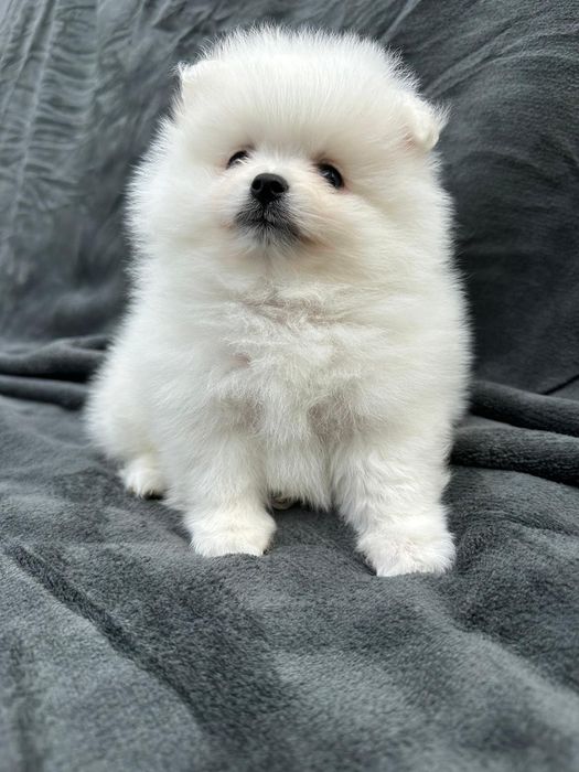 Pomeranian mini spitz
