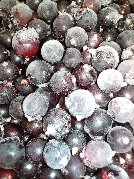 Продам чёрную смородину