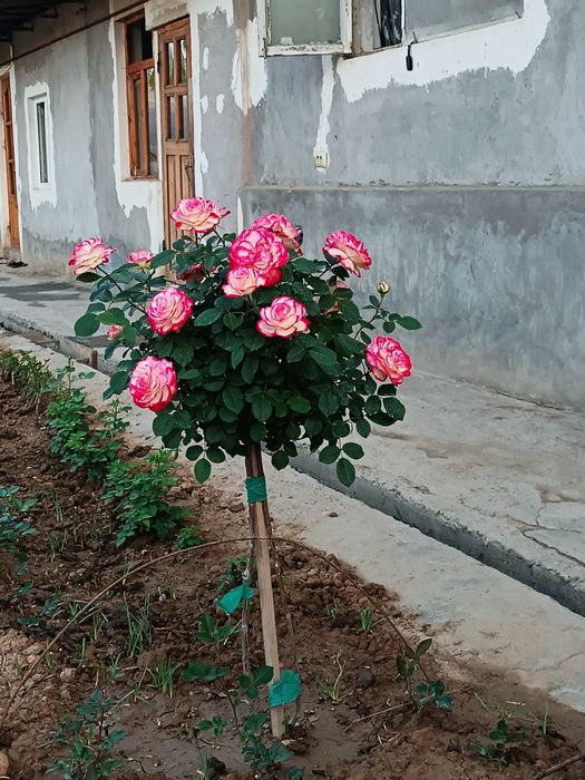 Shtampoviy atirgullar sotamiz har xil turdagi