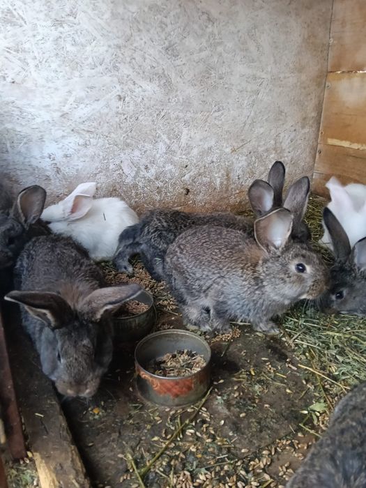 Vând iepurași mai multe rase