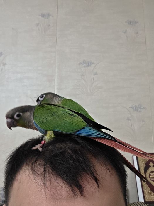 Продам ручные папугаи перура