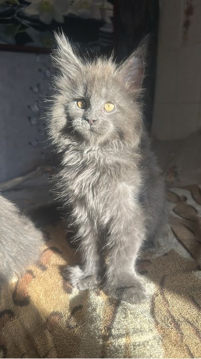 Котята Мейнкуны полидакты!