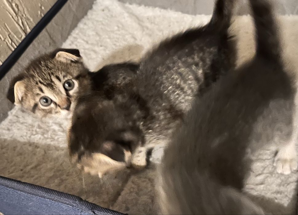 Вислоухие Котенки