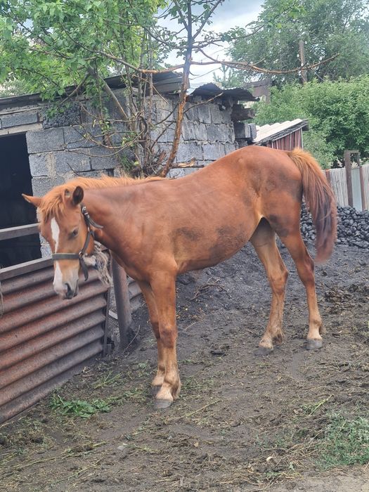 Продам лошадей кобыла и тай