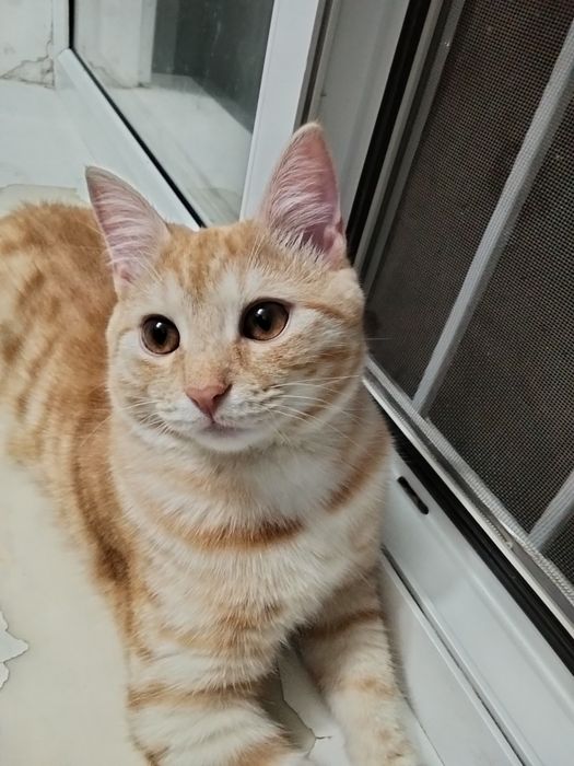 Срочно отдам котенка мальчик