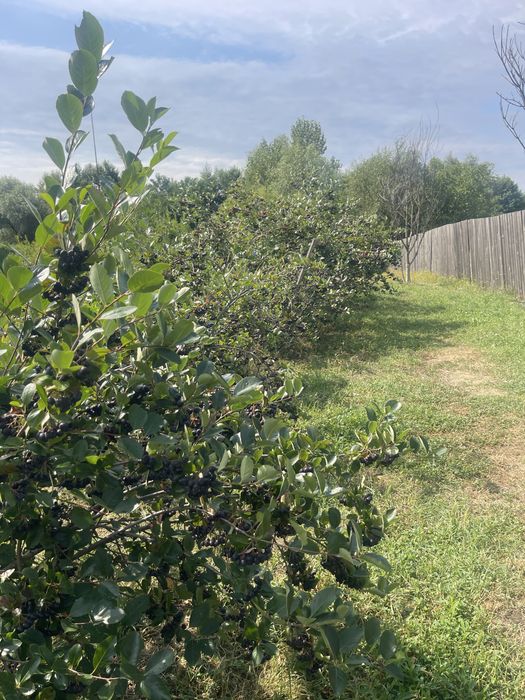 Precomenzi pentru aronia