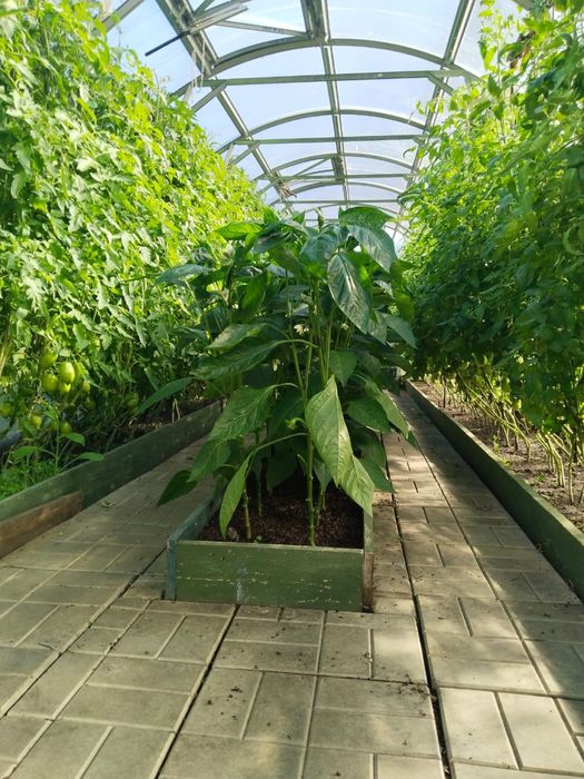 Продам дачу общесво»Эврика»