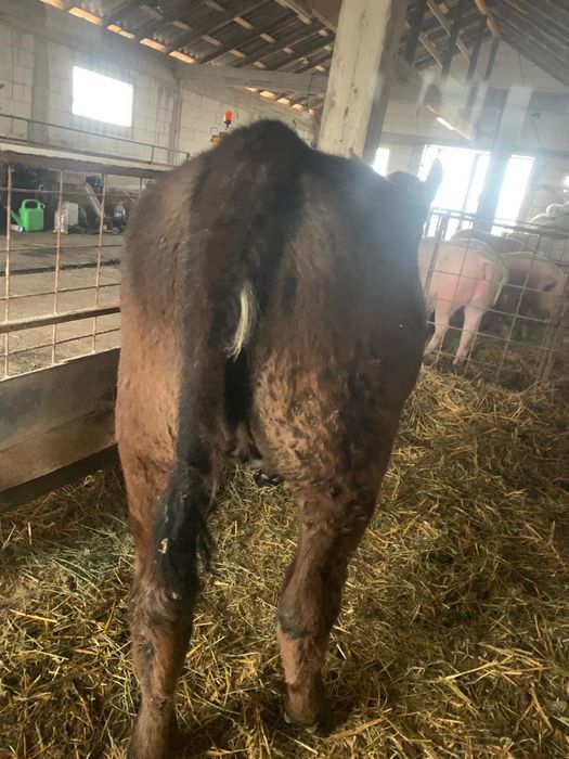 Vitel de vanzare Angus