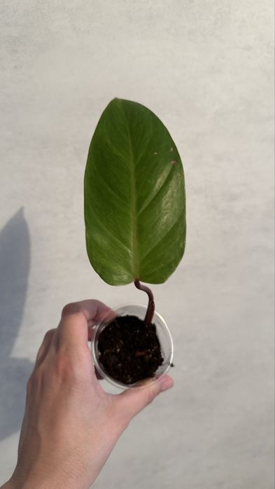 Филодендрон медуза