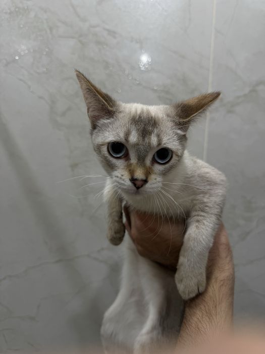 Чаузи котенок девочка F4