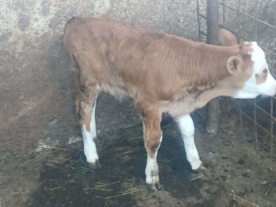 Viței de vânzare