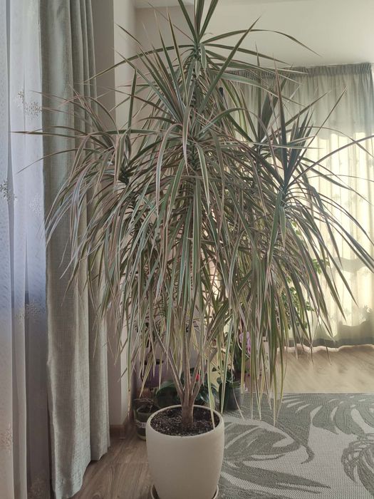 Драцена (многоцветно стайно растение)