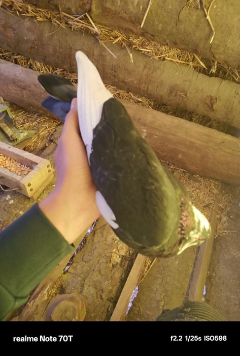 Porumbei pui și adulți