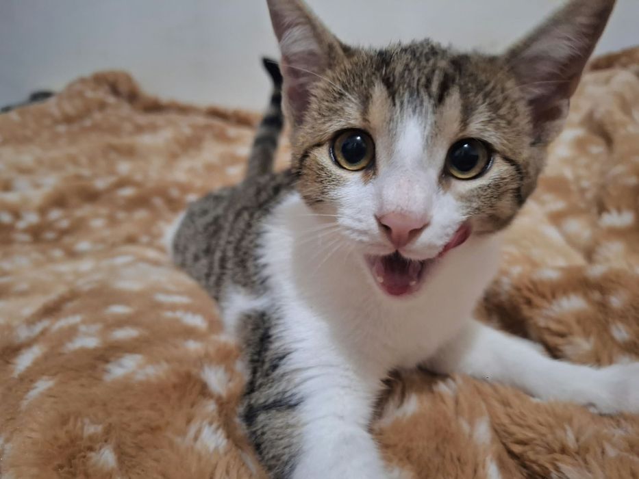 URGENT - Pui de pisică își caută casă!