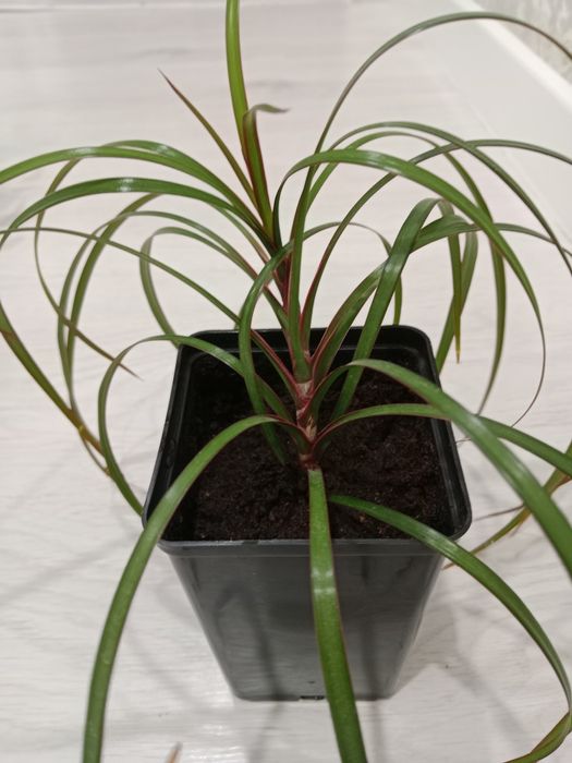 Растения  разные