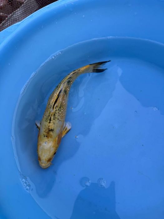 Карп коя для прудов Karp koya