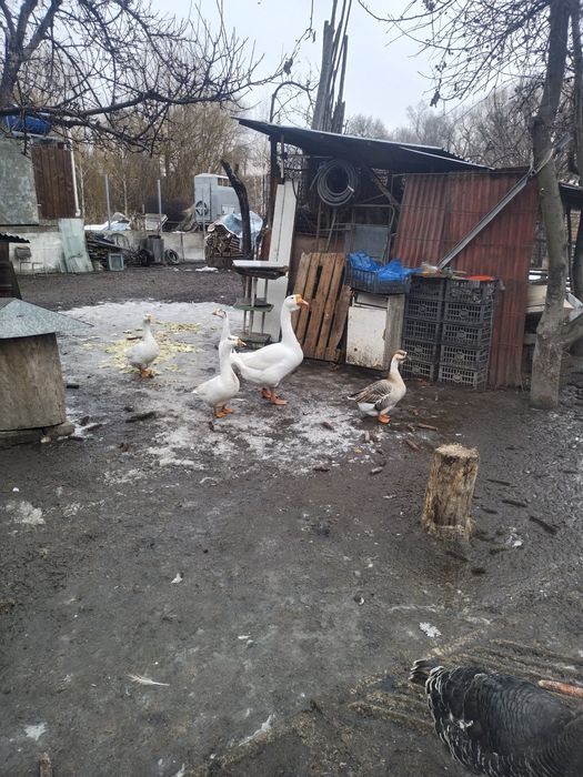 Продам гусей .. .