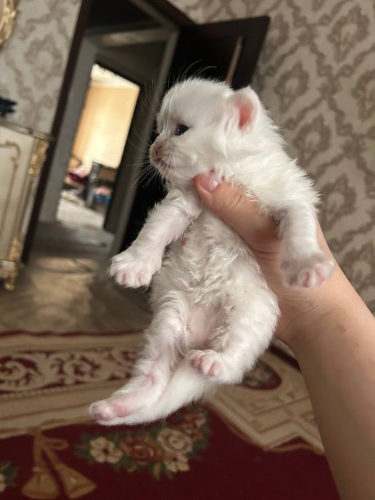 котята турк ангора