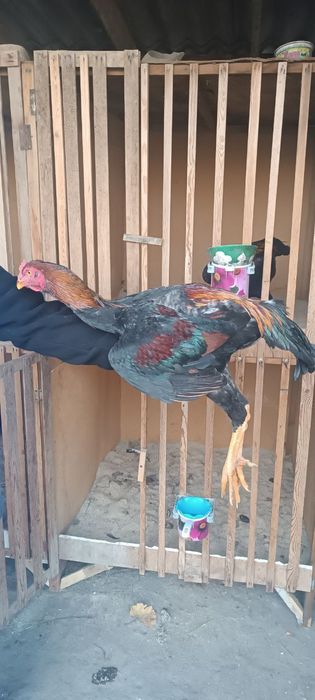 Жожани зори сотуда