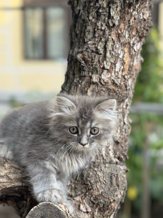 Кошка: шиншилла